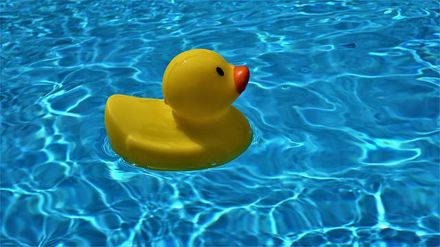 kachnička na hladině bazénu