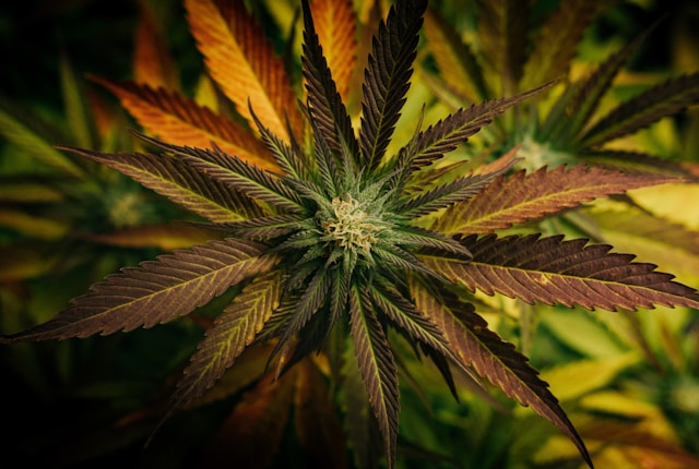 marihuana